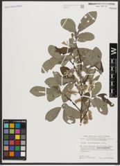 Foto von Salix appendiculata Vill.